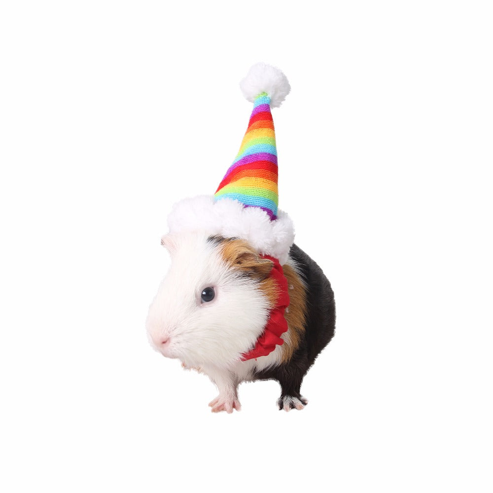 Rainbow sales guinea pig